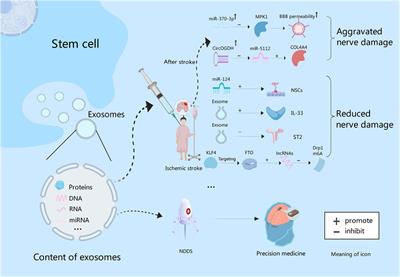 Research progress and challenges of stem cell therapy for ischemic stroke